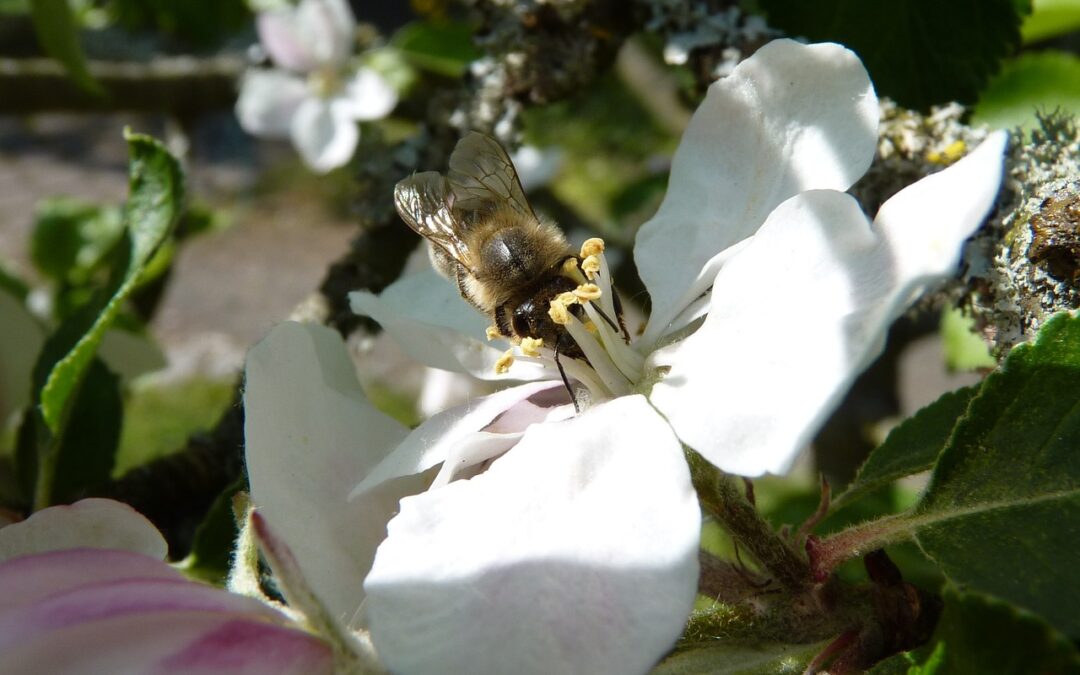 bee 1374312 1280