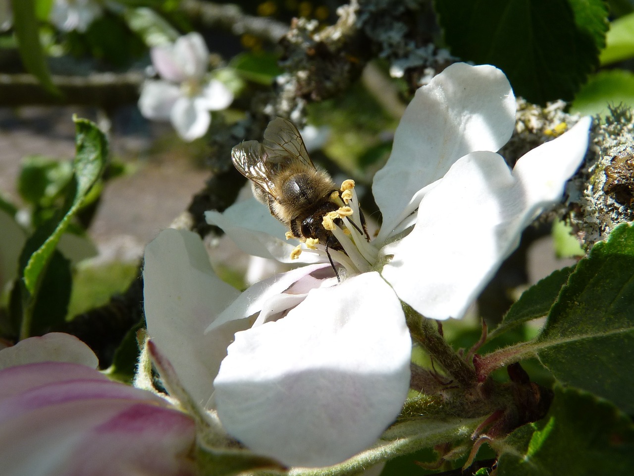 bee 1374312 1280